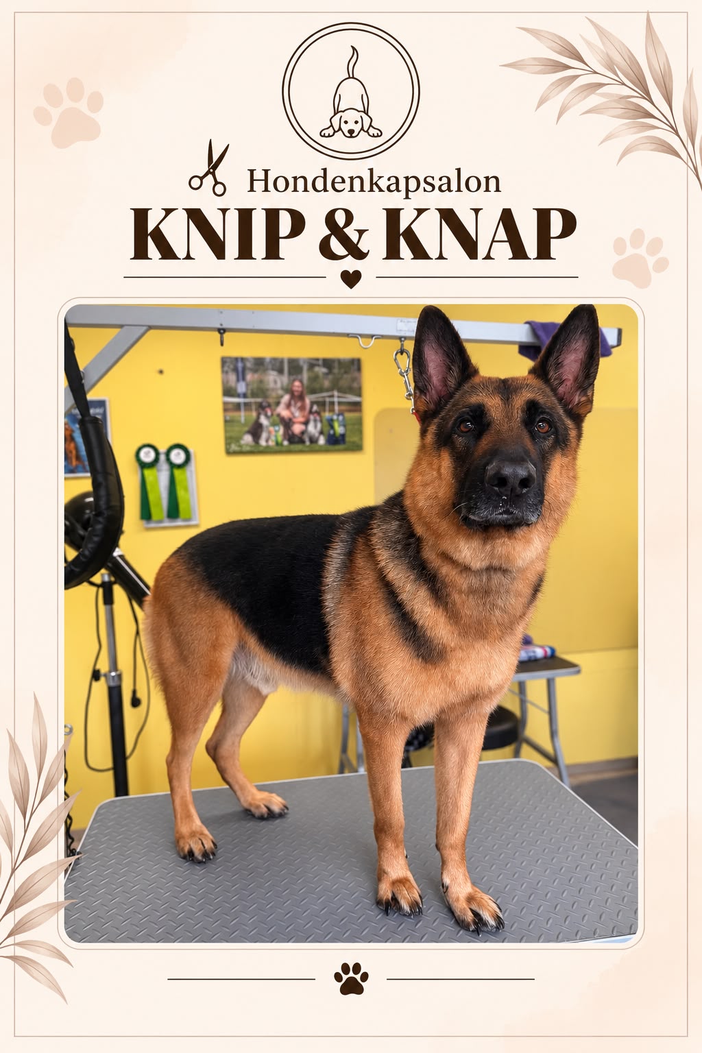Hond na een behandeling bij Hondenkapsalon Knip en Knap (foto 10)