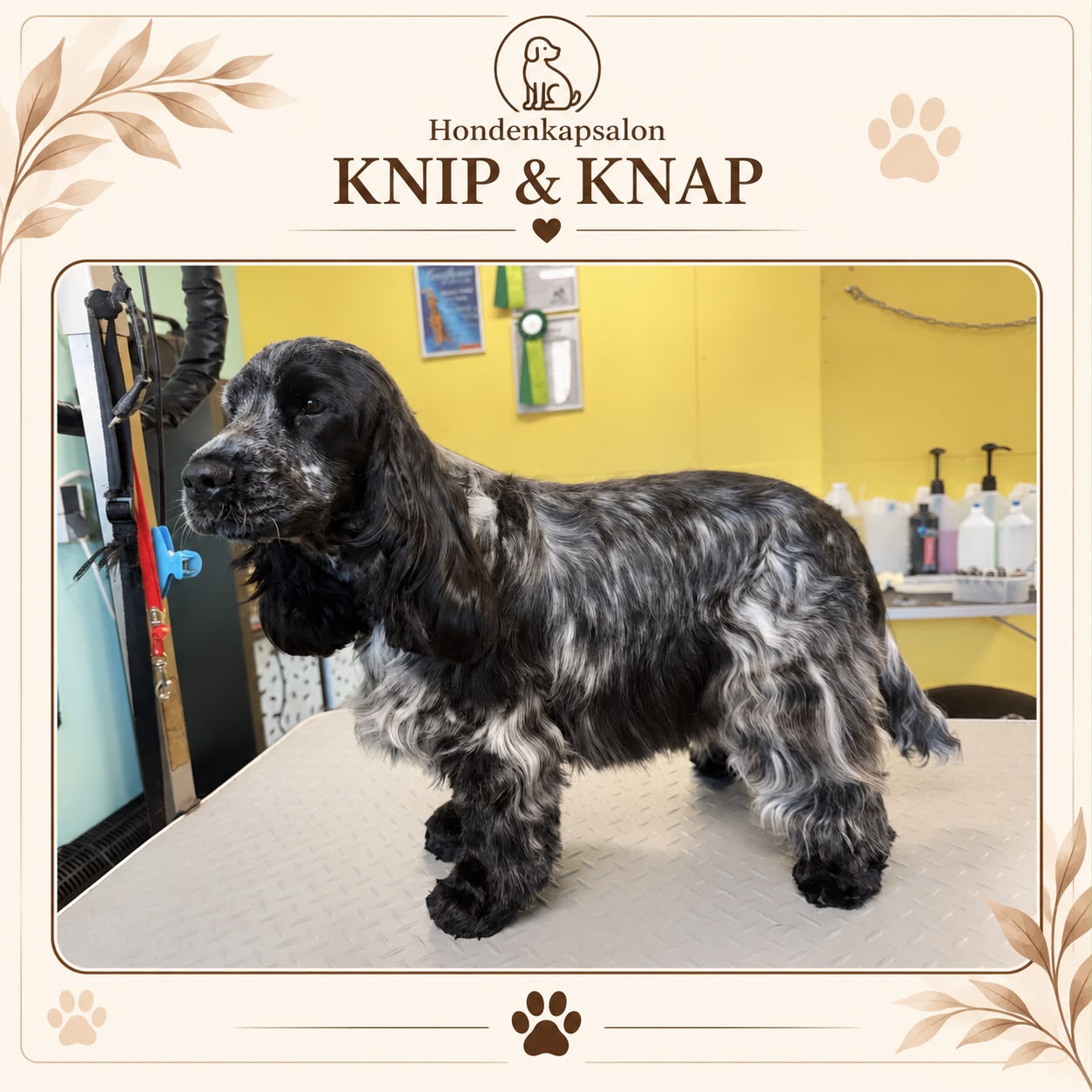 Hond na een behandeling bij Hondenkapsalon Knip en Knap (foto 3)