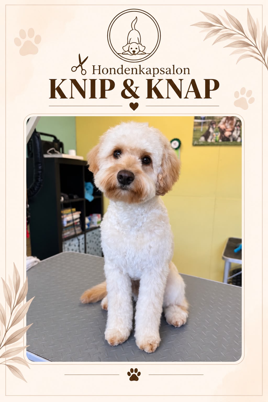 Hond na een behandeling bij Hondenkapsalon Knip en Knap (foto 6)
