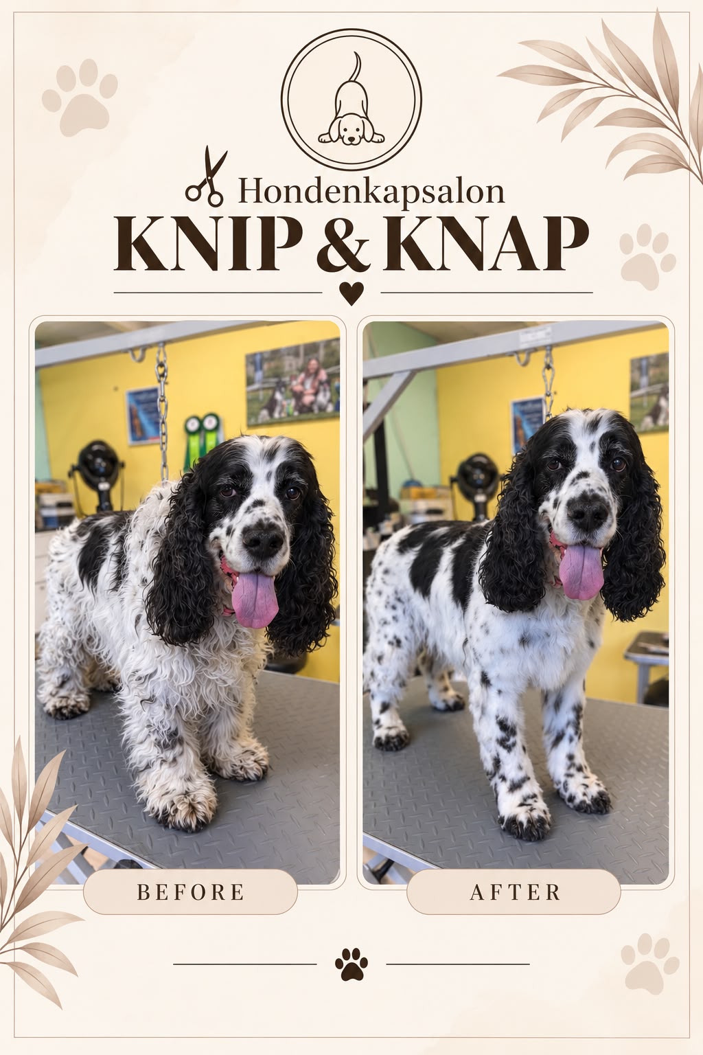 Hond na een behandeling bij Hondenkapsalon Knip en Knap (foto 9)