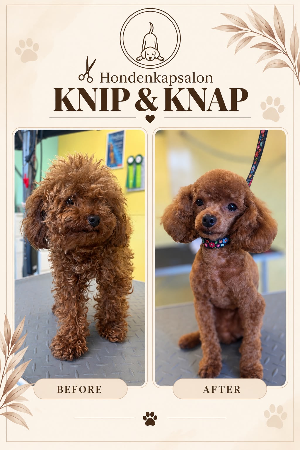 Hond na een behandeling bij Hondenkapsalon Knip en Knap (foto 12)