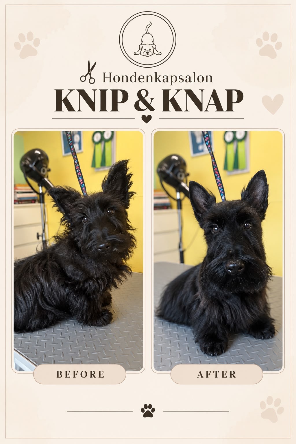 Hond na een behandeling bij Hondenkapsalon Knip en Knap (foto 14)