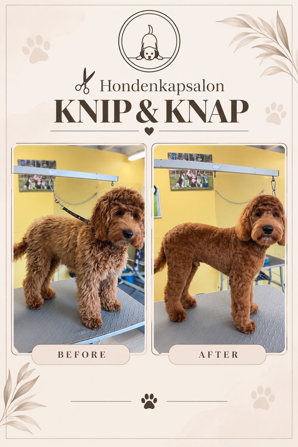Hond na een behandeling bij Hondenkapsalon Knip en Knap (foto 18)
