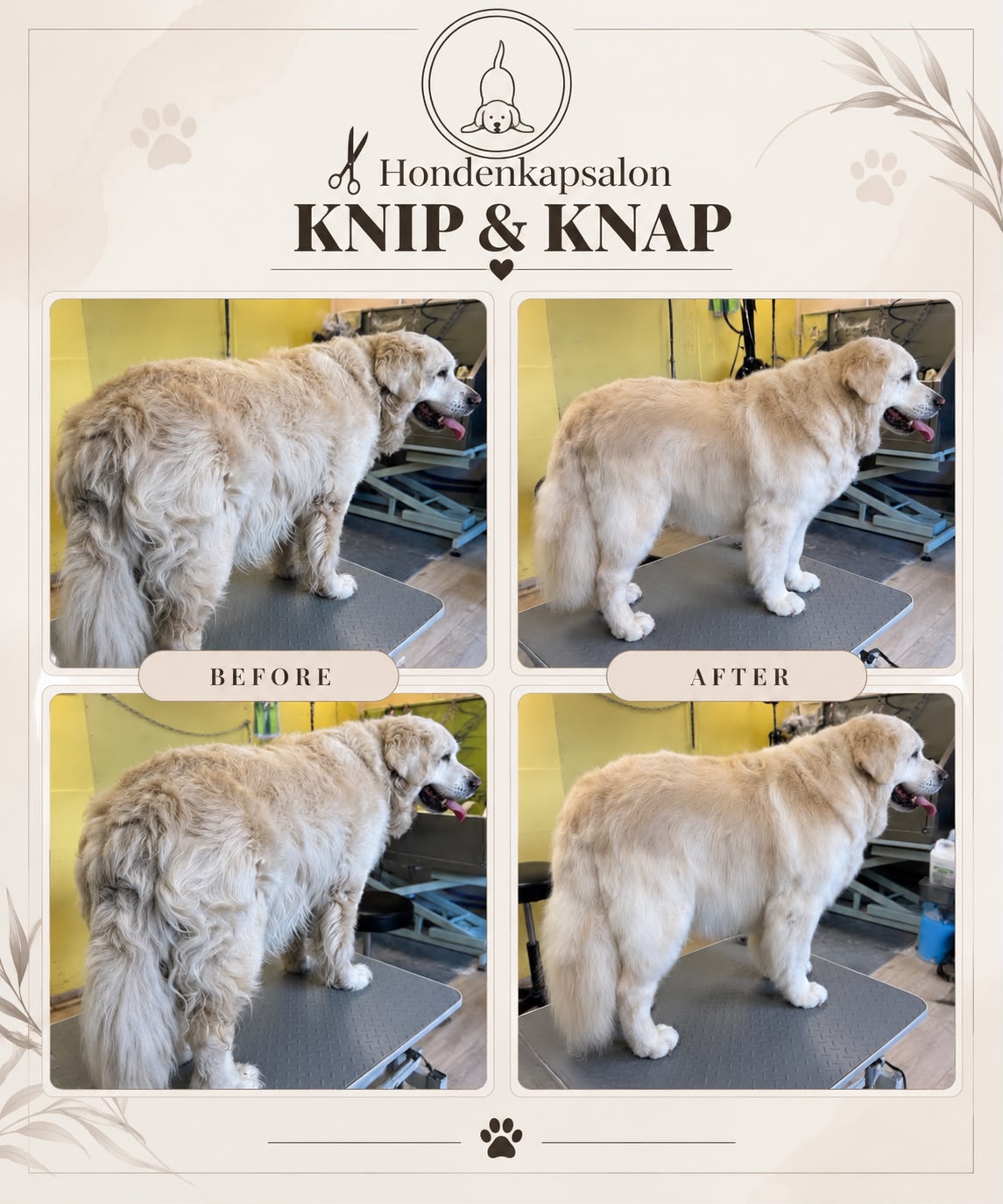 Hond na een behandeling bij Hondenkapsalon Knip en Knap (foto 20)
